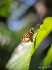 Oriens paragola