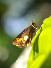 Oriens paragola