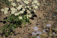 Eriogonum nudum