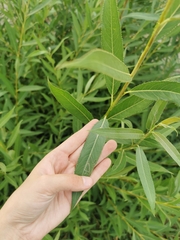 Salix triandra