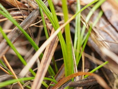 Allittia uliginosa
