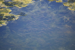 Gasterosteus aculeatus