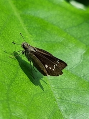 Pelopidas mathias