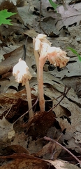 Monotropa hypopitys