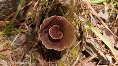 Thelephora terrestris