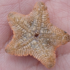 Asterina gibbosa
