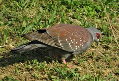 Columba guinea phaeonota
