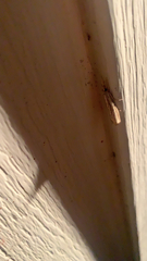 Agriphila vulgivagellus
