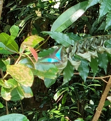 Graphium sarpedon