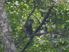 Cercopithecus cephus
