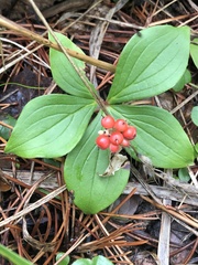 Cornus canadensis