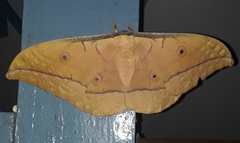 Antheraea roylei