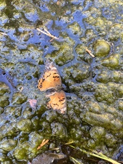 Vanessa virginiensis