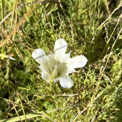 Gentiana newberryi