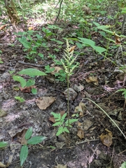 Sceptridium biternatum