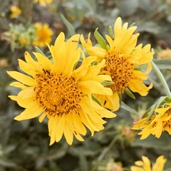 Verbesina encelioides