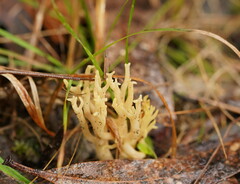 Ramaria lorithamnus