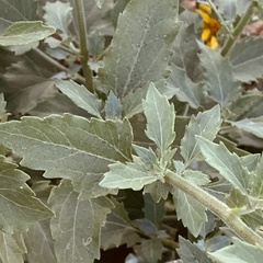 Verbesina encelioides