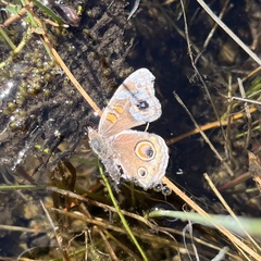 Junonia grisea