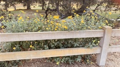 Verbesina encelioides