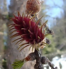 Larix lyallii