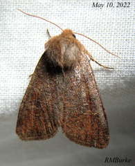 Orthosia rubescens