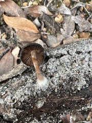 Pholiota brunnescens
