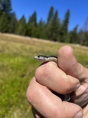Thamnophis elegans