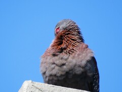 Columba guinea phaeonota