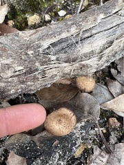 Pholiota brunnescens