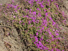 Ruschieae