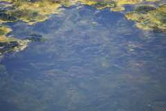 Gasterosteus aculeatus