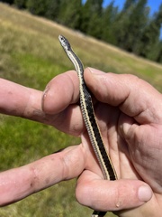 Thamnophis elegans