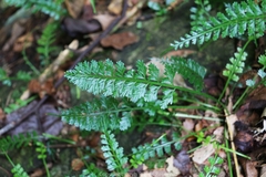 Asplenium prolongatum