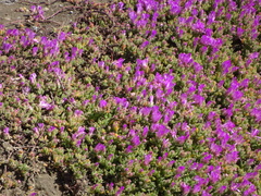 Ruschieae