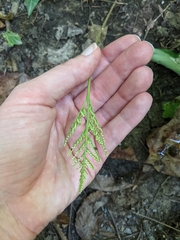 Sceptridium biternatum