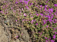 Ruschieae