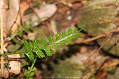 Asplenium prolongatum