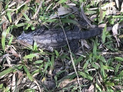 Pogona barbata