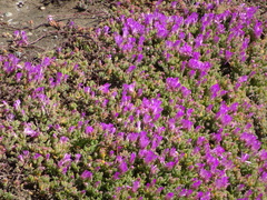 Ruschieae