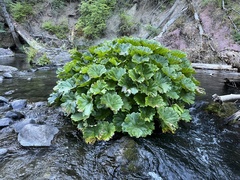 Darmera peltata
