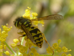 Vespula pensylvanica