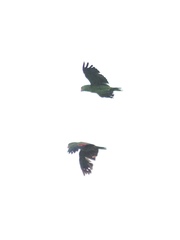 Amazona viridigenalis