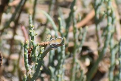 Brephidium exilis