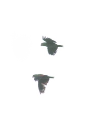 Amazona viridigenalis