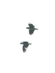 Amazona viridigenalis