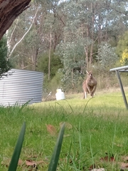 Macropus giganteus