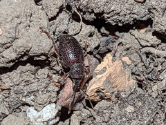 Otiorhynchus cribricollis