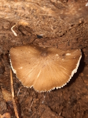 Entolomataceae