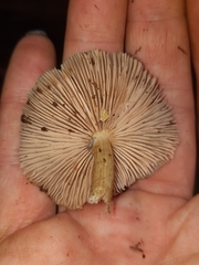 Entolomataceae